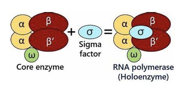 holoenzyme