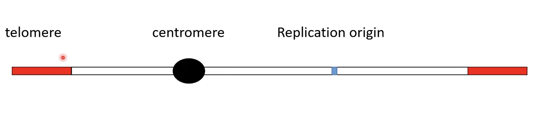 Essential elements of chromosomes