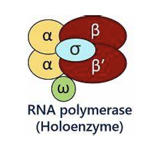 holoenzyme