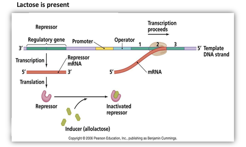 Lac Operon with Lactose