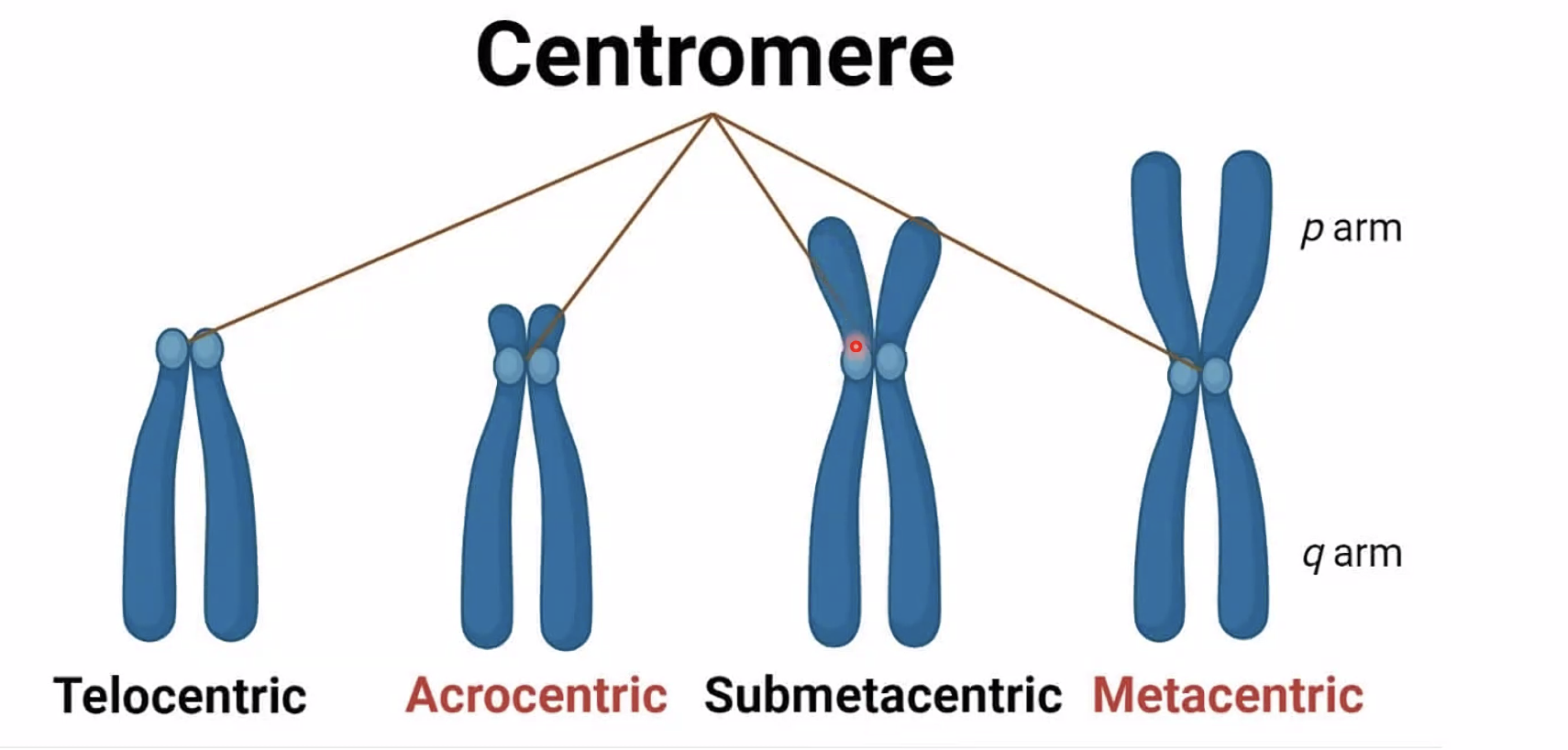 Centromere types