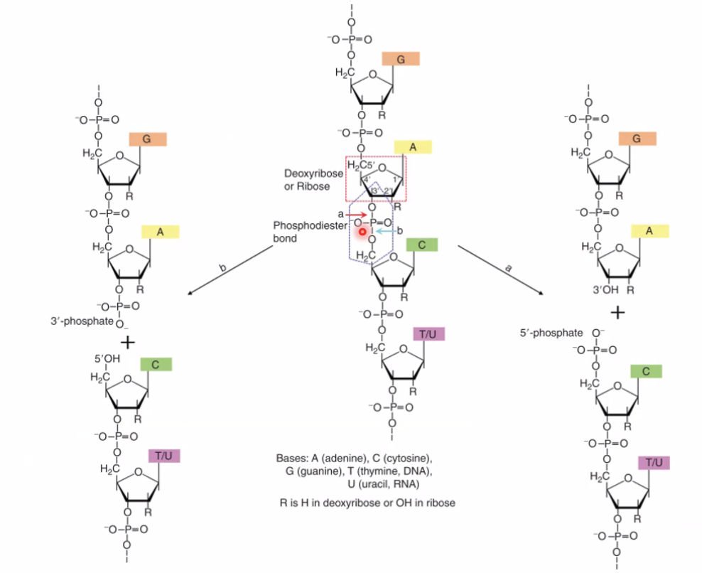 Nucleases break phosphodiester bonds