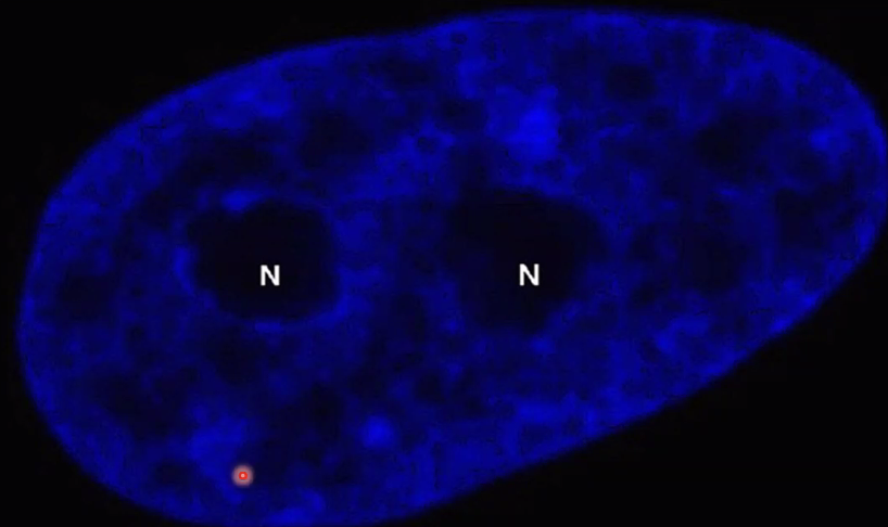Interphase nucleus stained with DAPI