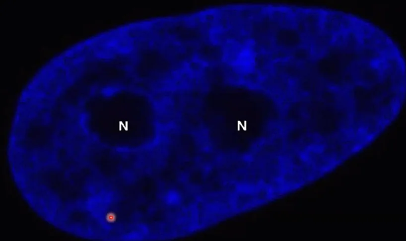 Interphase nucleus stained with DAPI