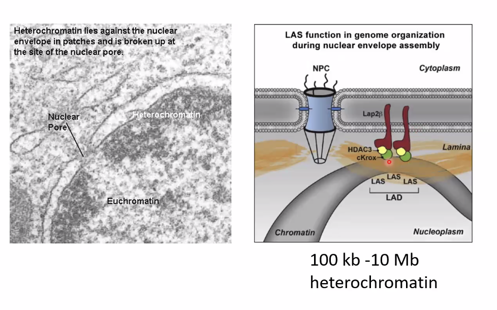 Lamin Associated Domains (LADs)