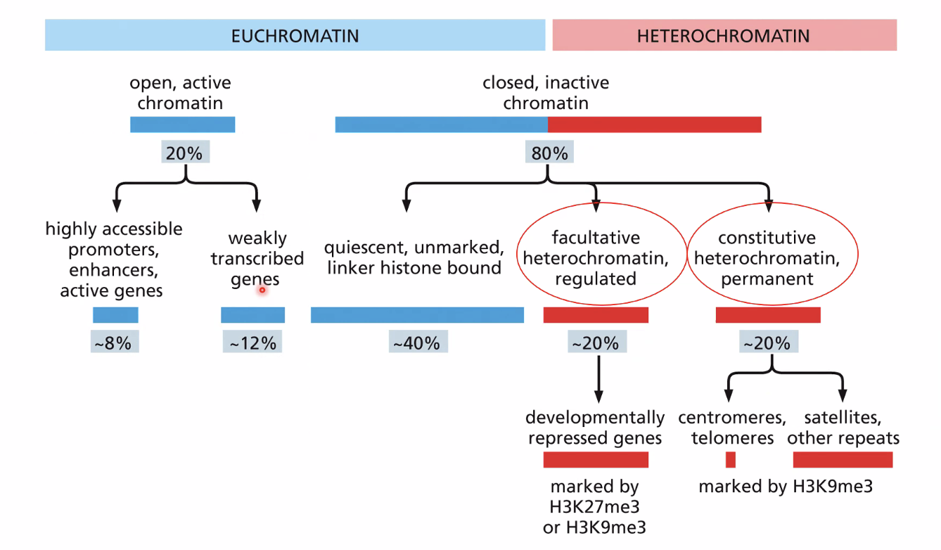 סיכום - `הטרוכרומטין`{:.hetrochromatin-term} ואאוכרומטין