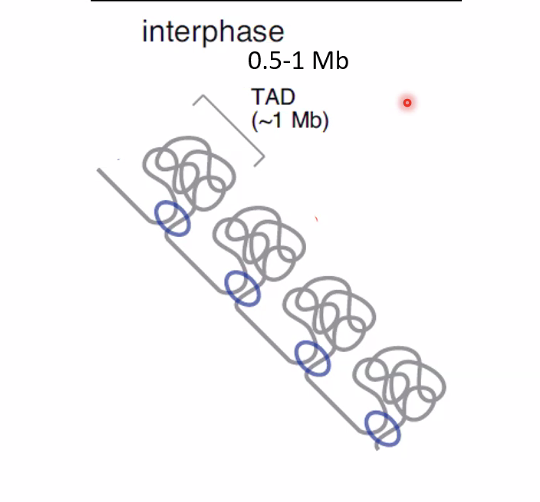 The interphase chromosome is organized as a series of Topologically associating domains (TADs)