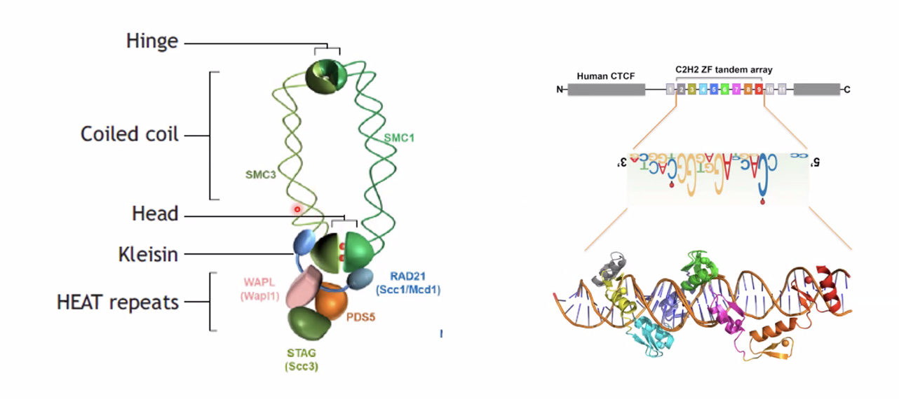 The SMC complex cohesin and CTCF shape interphase chromatin into loops by loop extrusion