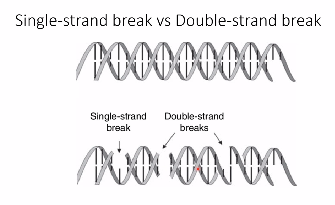 Single-strand break vs double-strand break