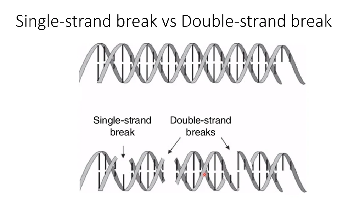 Single-strand break vs double-strand break