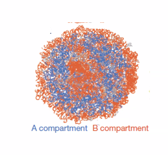 A compartment and B compartment