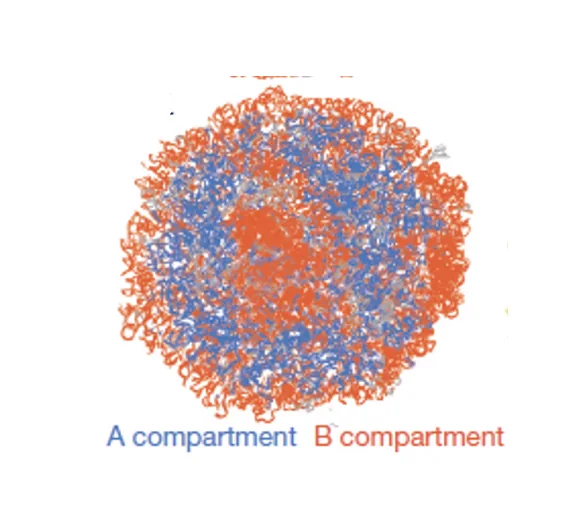 A compartment and B compartment