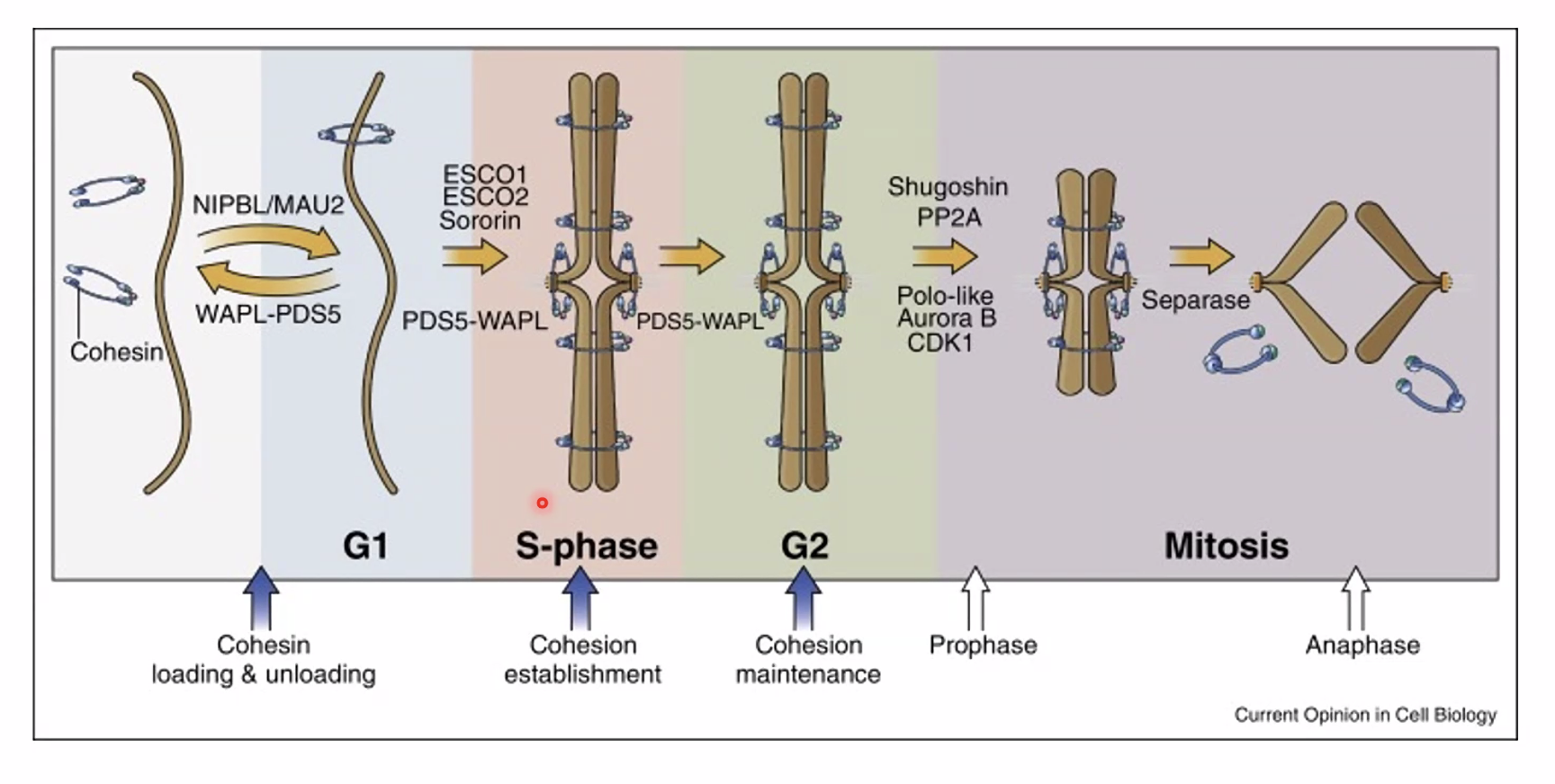 Cohesin oppose the microtubule force