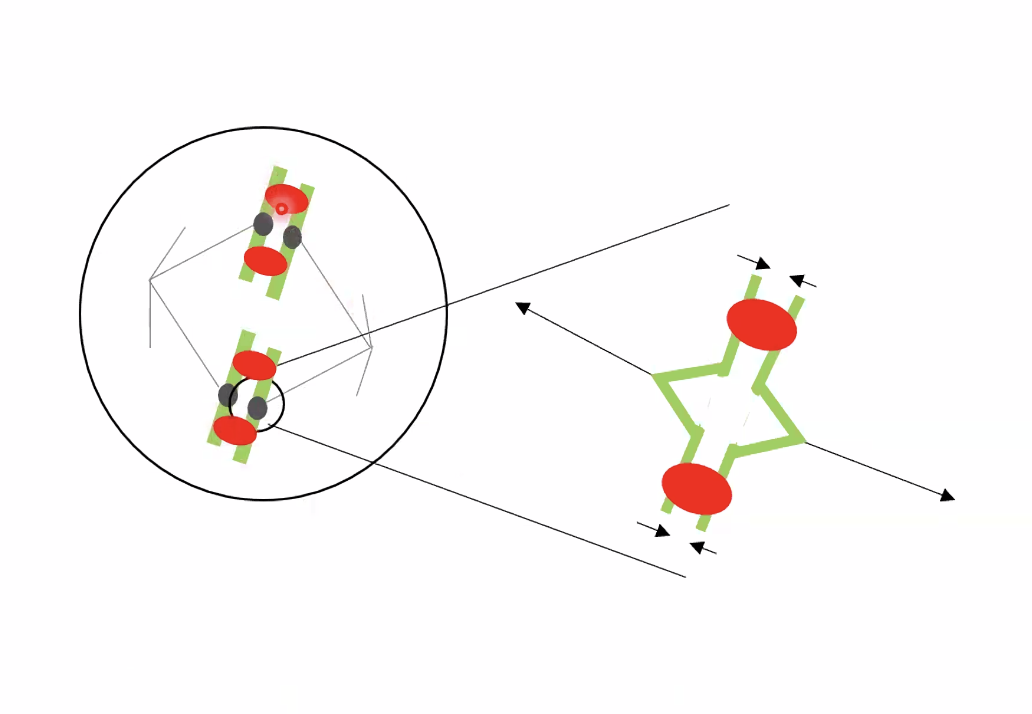 The metaphase to anaphase checkpoint