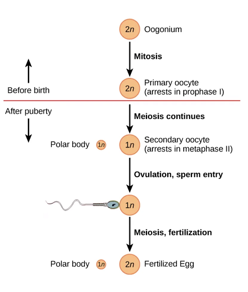 Oogenesis