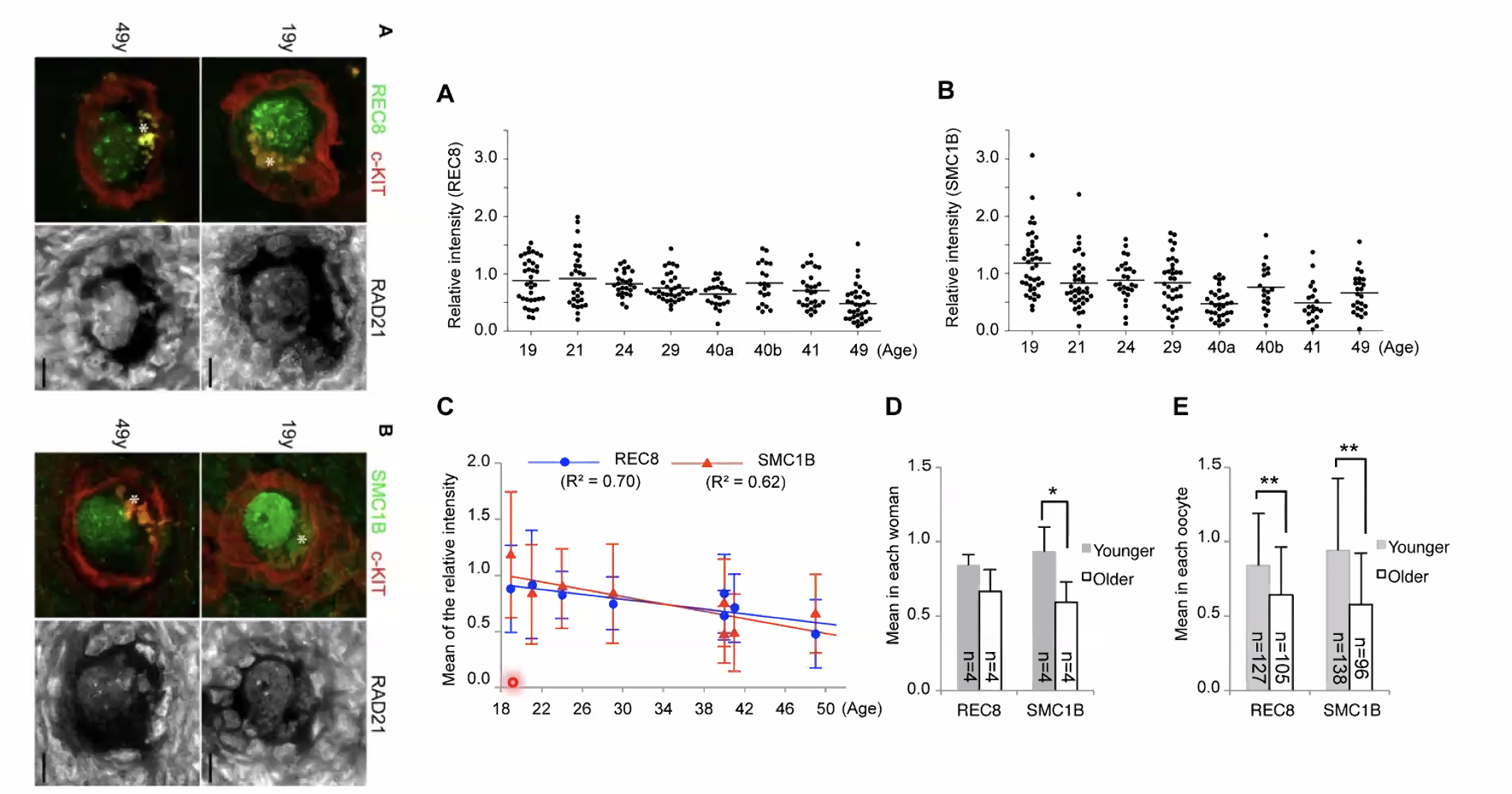 Cohesin levels are reduced in old oocytes