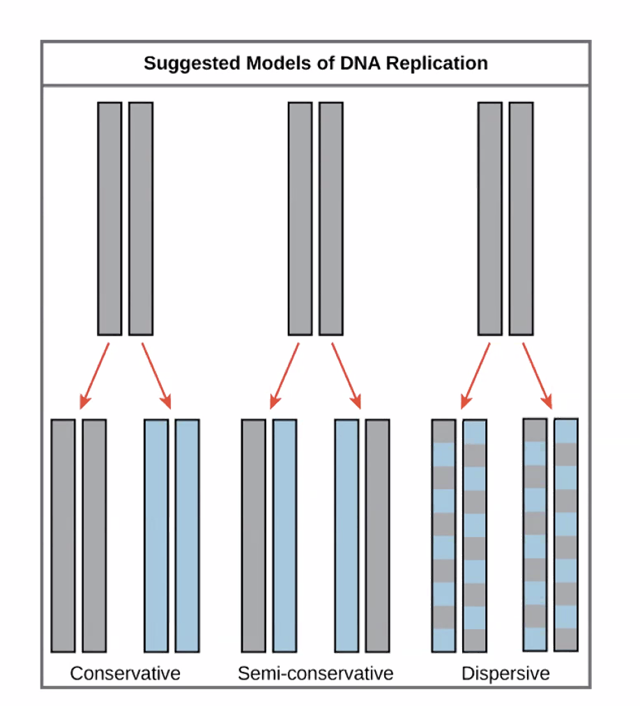 Suggested models of DNA replication