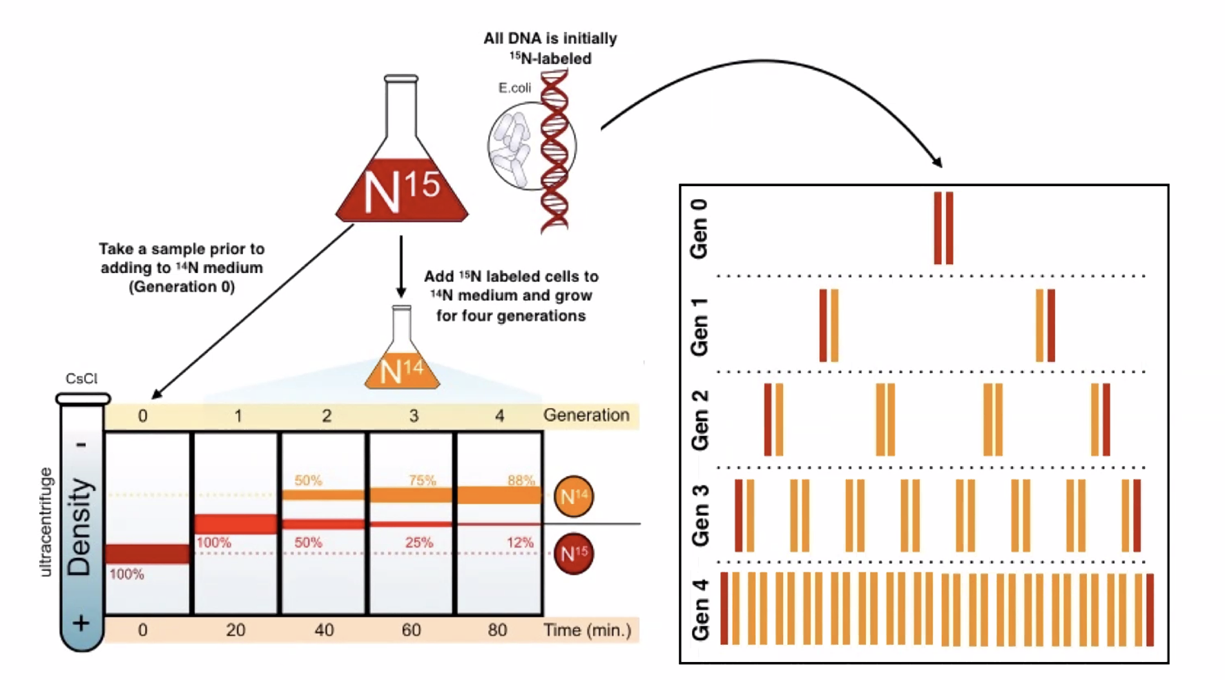 The Meselson-Stahl experiment (1958)