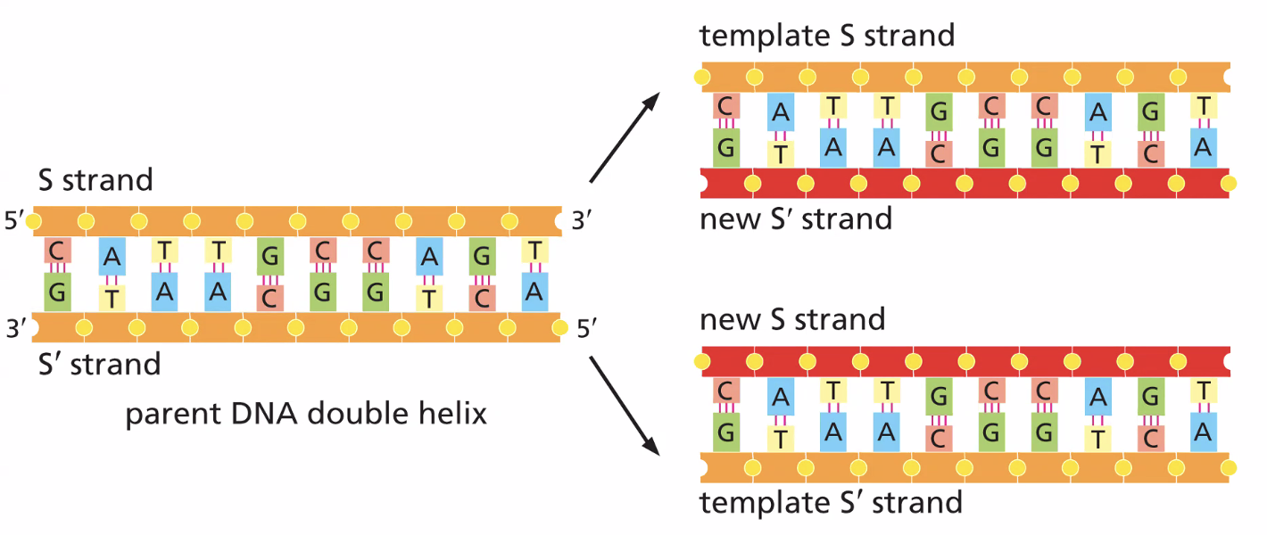 DNA acts as a template for its own replication