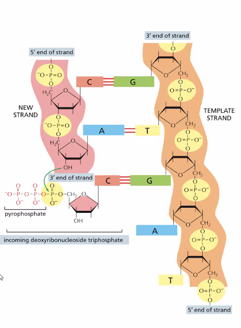 The chemistry of DNA synthesis