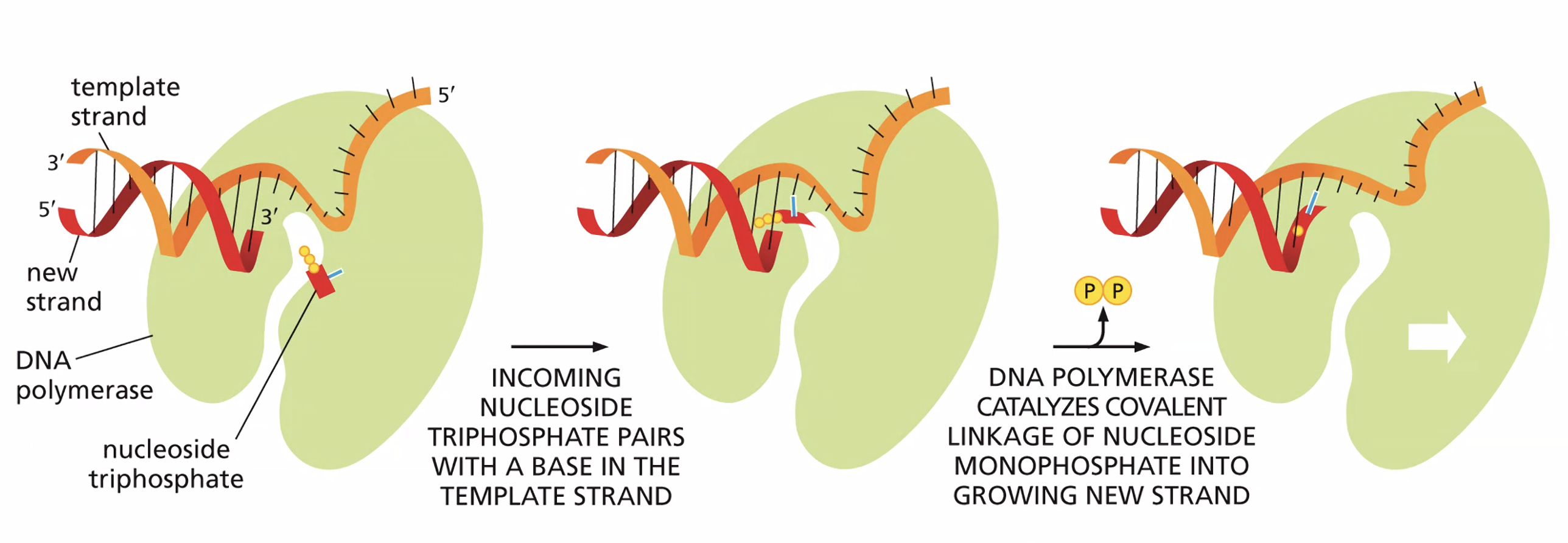 How DNA polymerase adds a deoxyribonucleotide to the end of a growing DNA strand