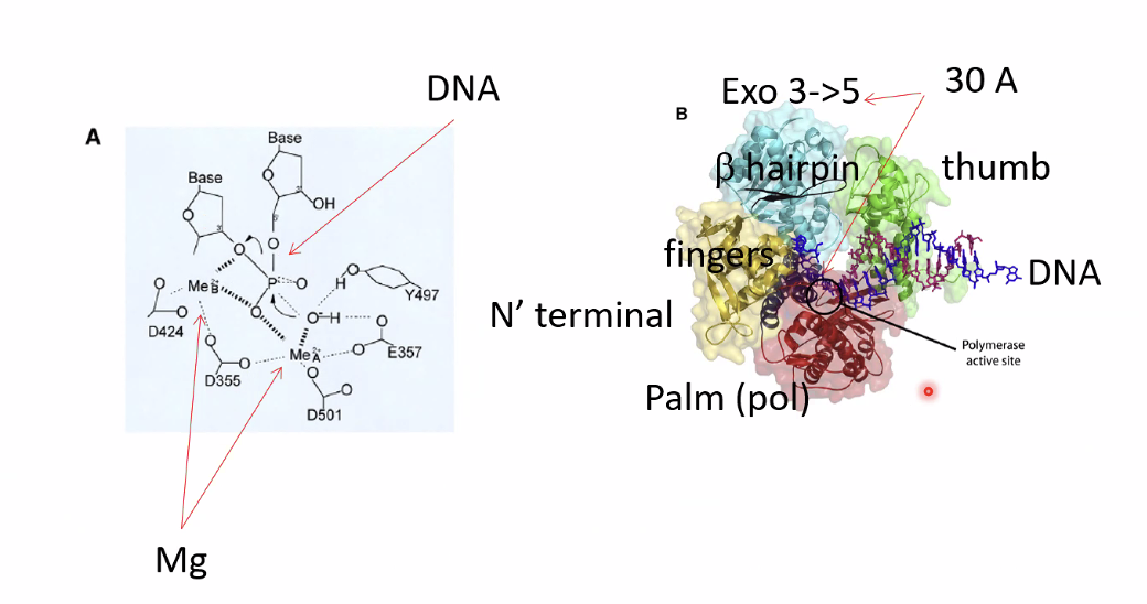 Structure of DNA polymerase