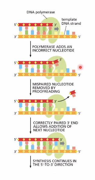 Replicative DNA polymerase proofreads its own work