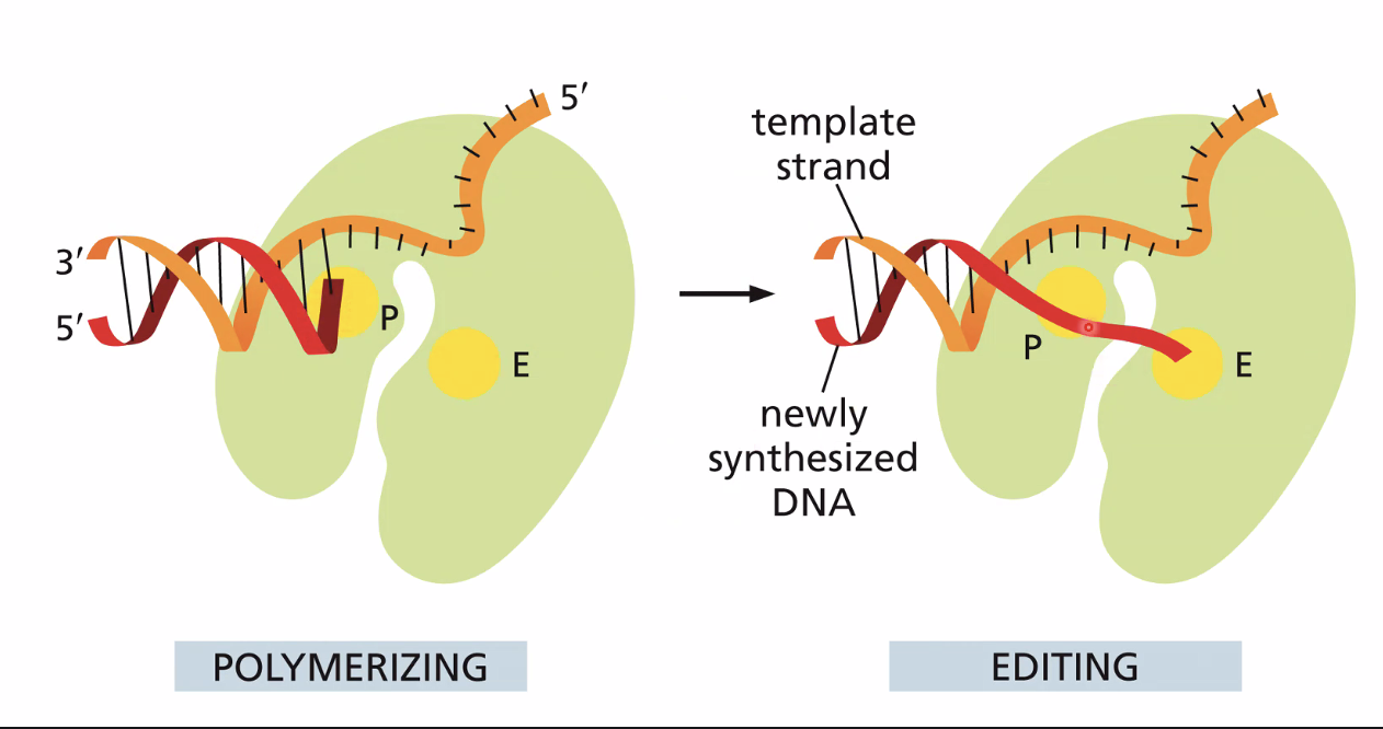 The DNA polymerase proofreading activity ...