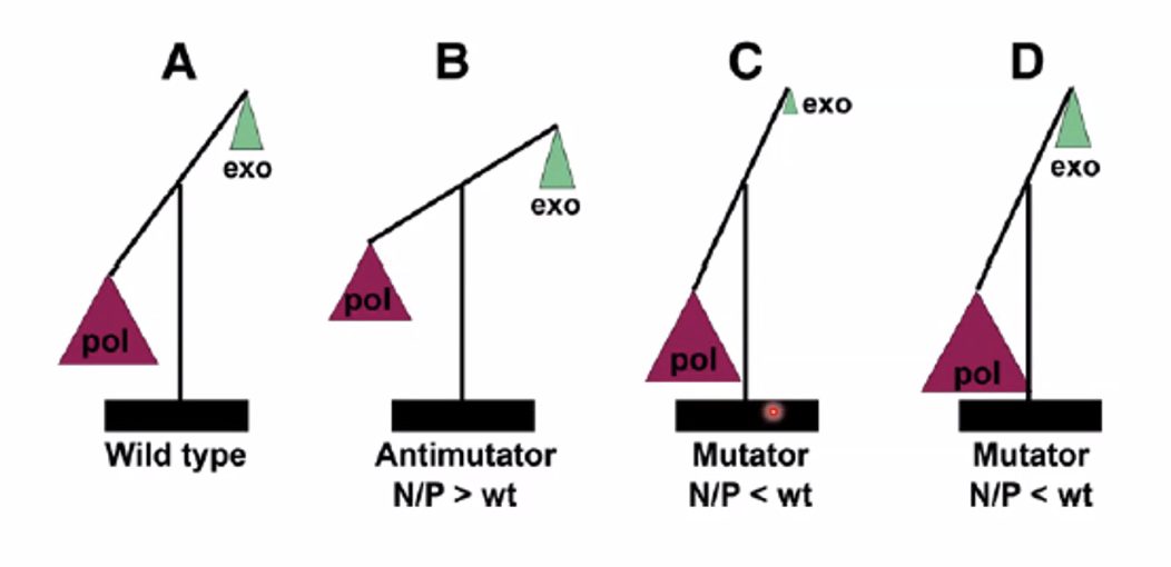 The overall activity rate depends ...