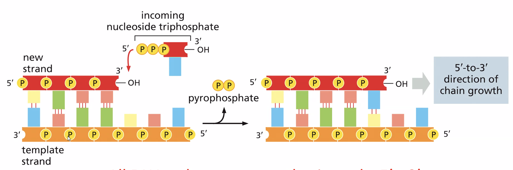How DNA polymerase adds a deoxyribonucleotide to the end of the growing DNA strand