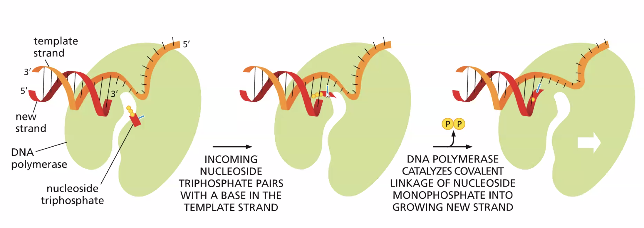 How DNA polymerase adds a deoxyribonucleotide