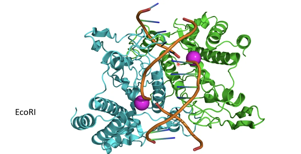 Nuclease struct - EcoRI