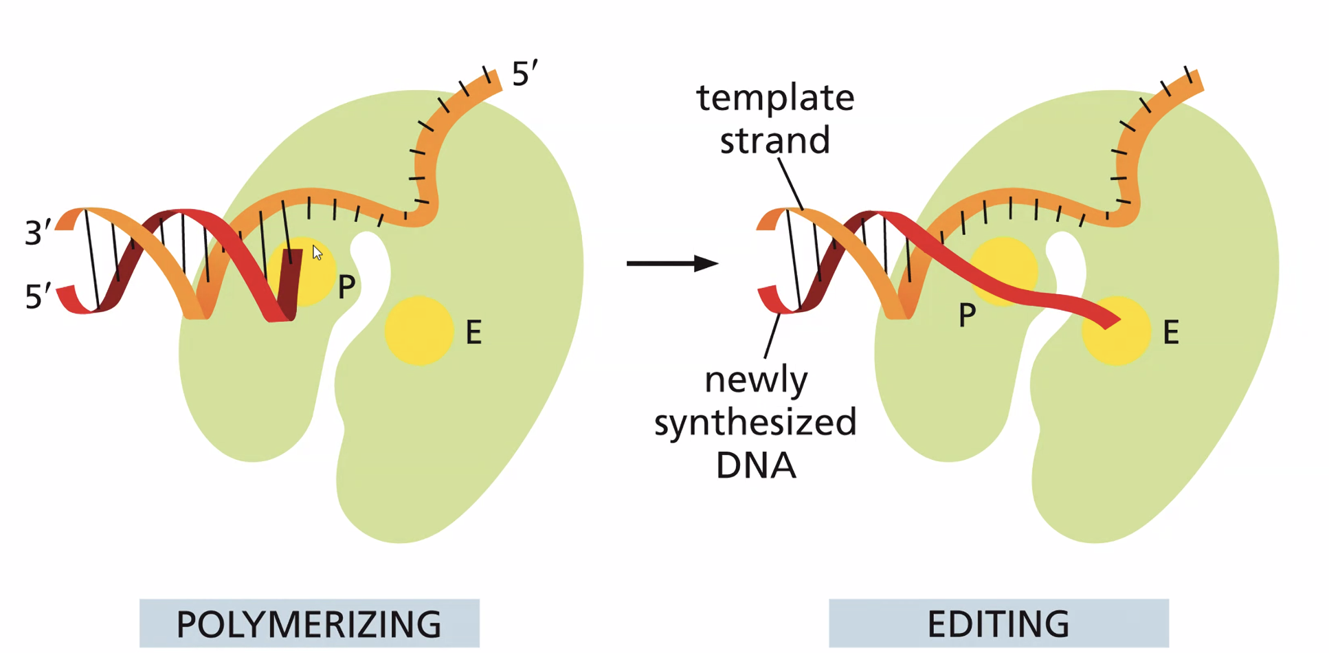 The DNA polymerase proofreading activity is 3'→5'