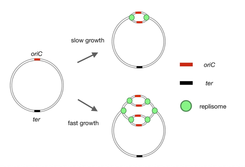 E.coli replication fork re-firing in fast growth