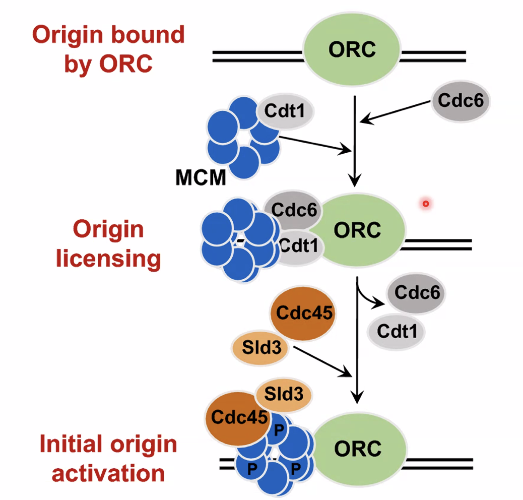 Replication fork assembly