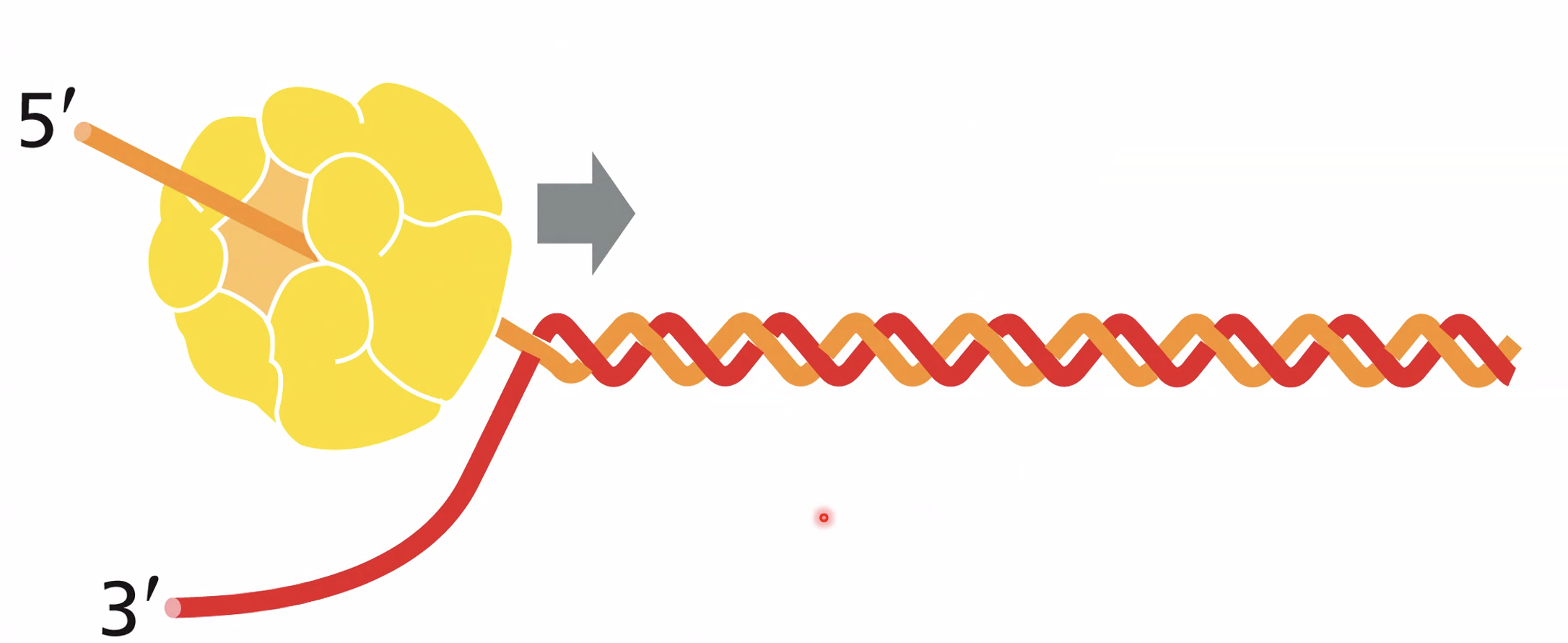 Helicase melts the double helix structure