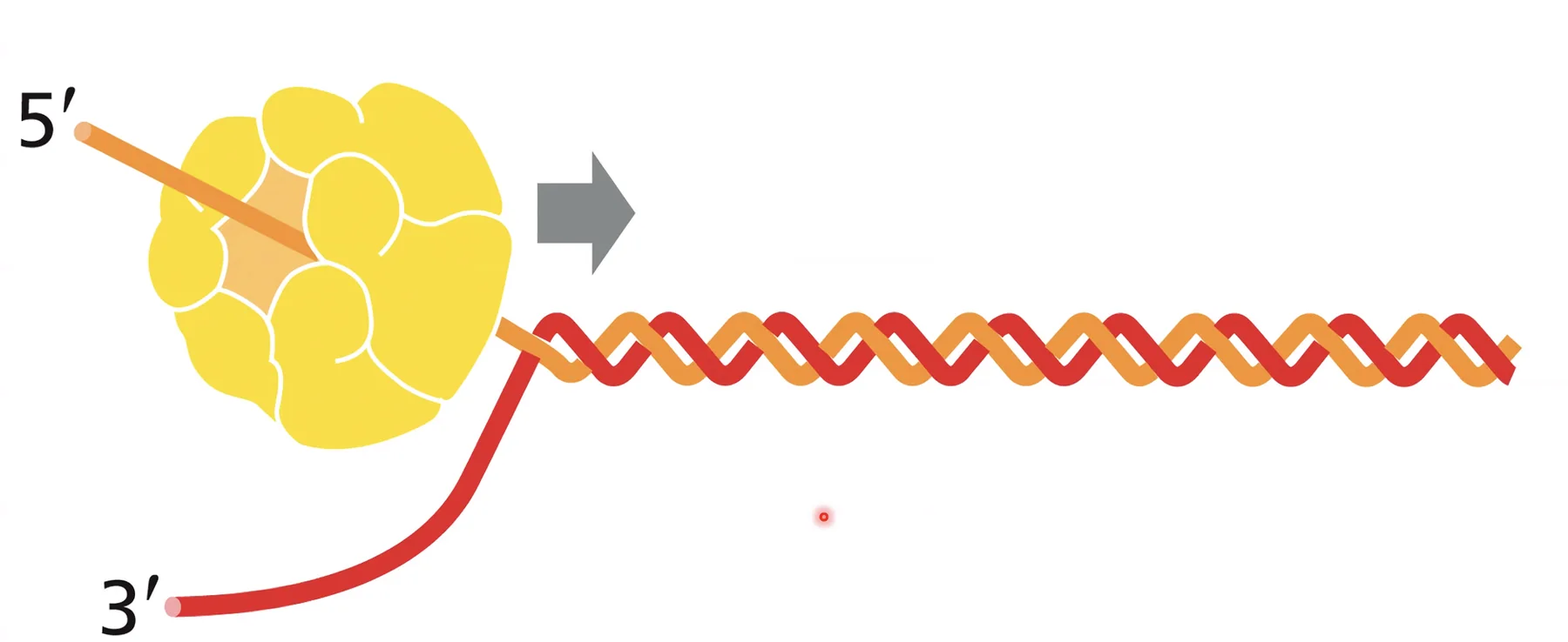Helicase melts the double helix structure
