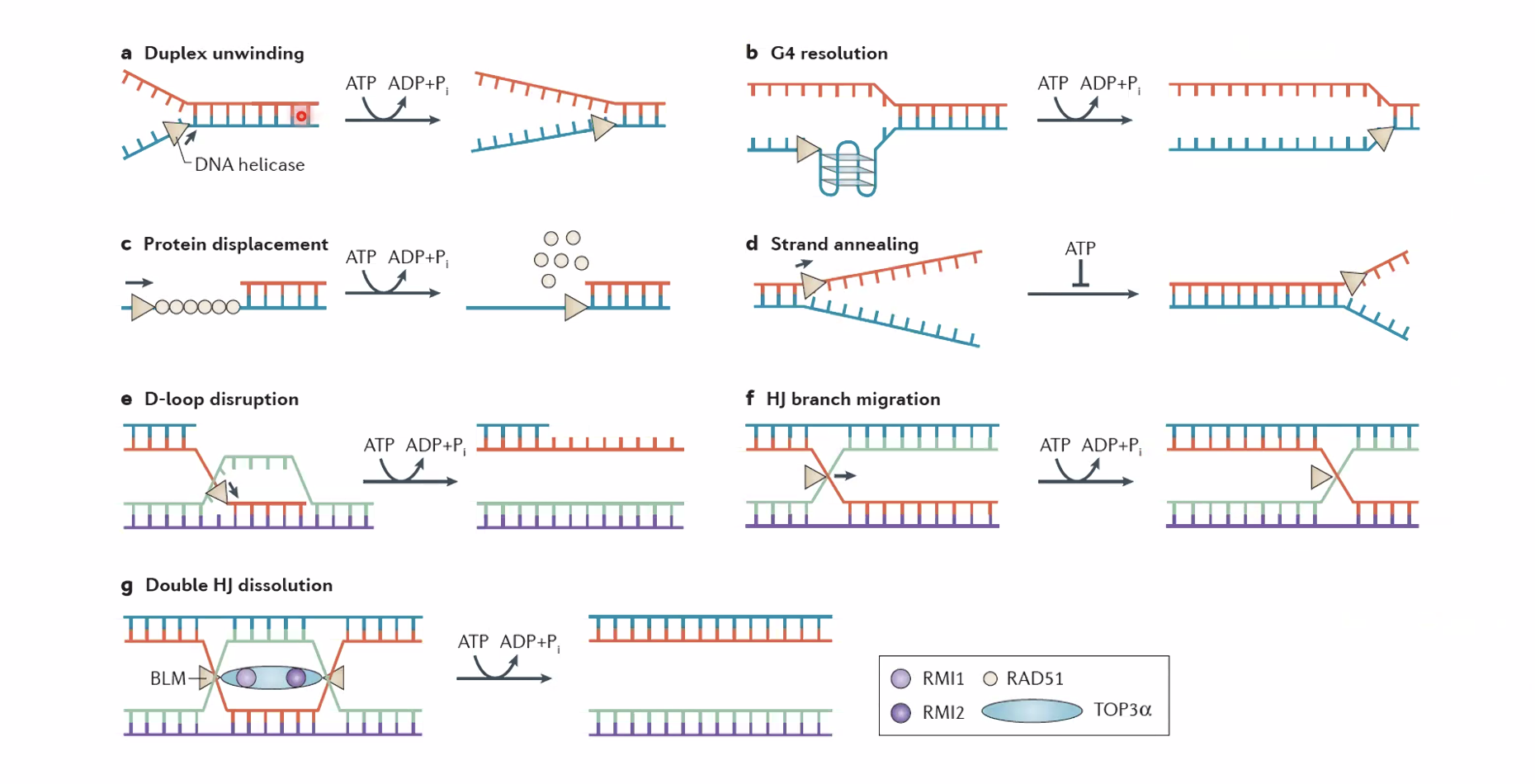 Molecular functions of DNA helicase