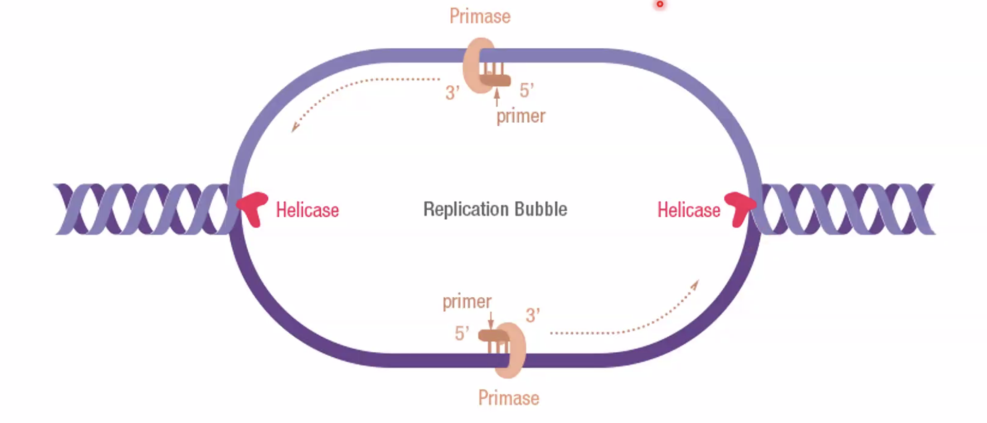 DNA pol alpha (primase) synthesizes RNA primers