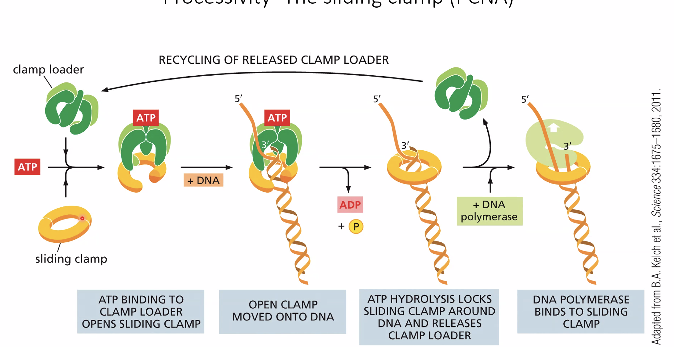 Processivity - the sliding clamp (PCNA)