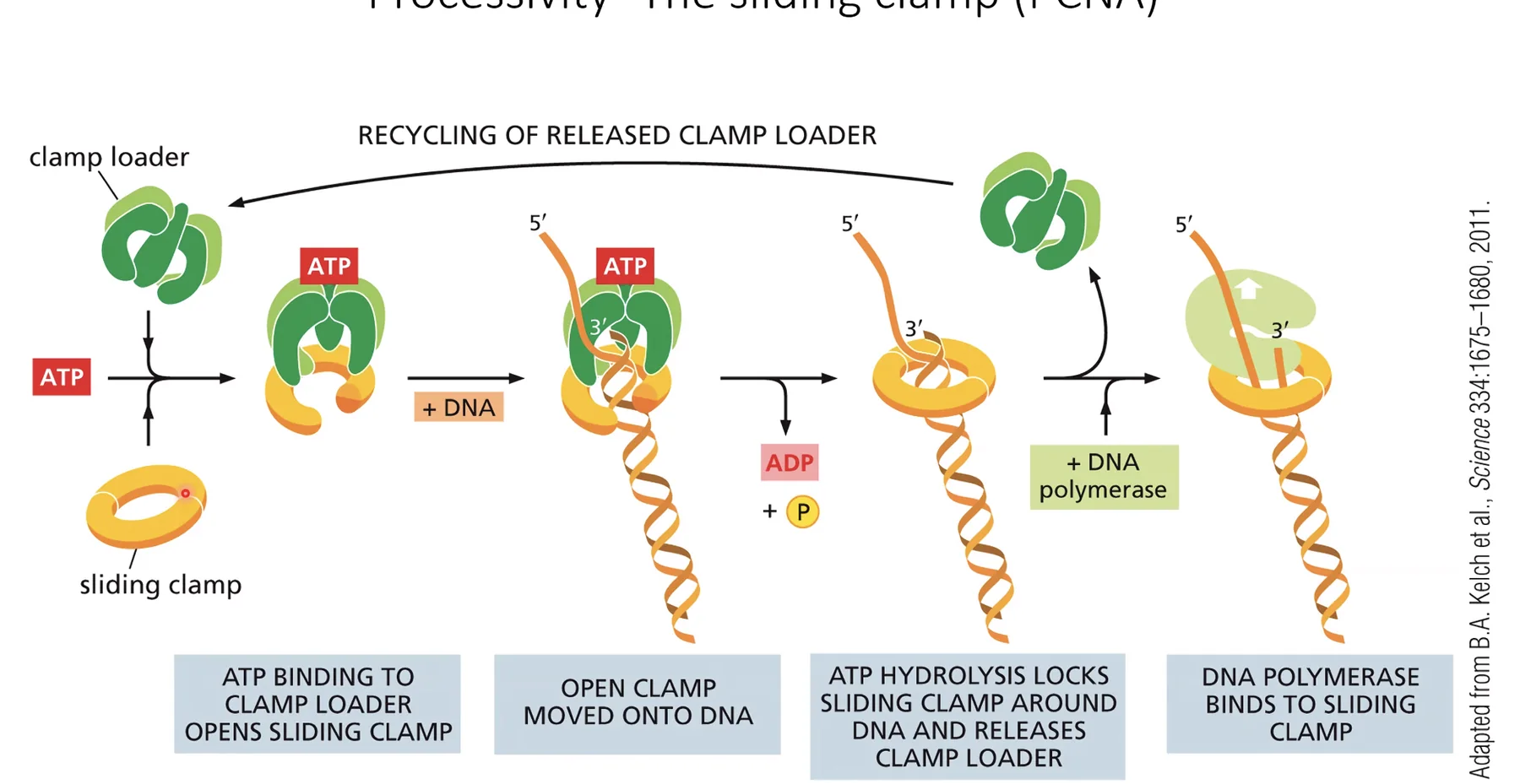 Processivity - the sliding clamp (PCNA)