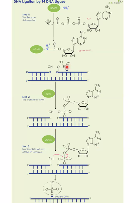 DNA Ligase