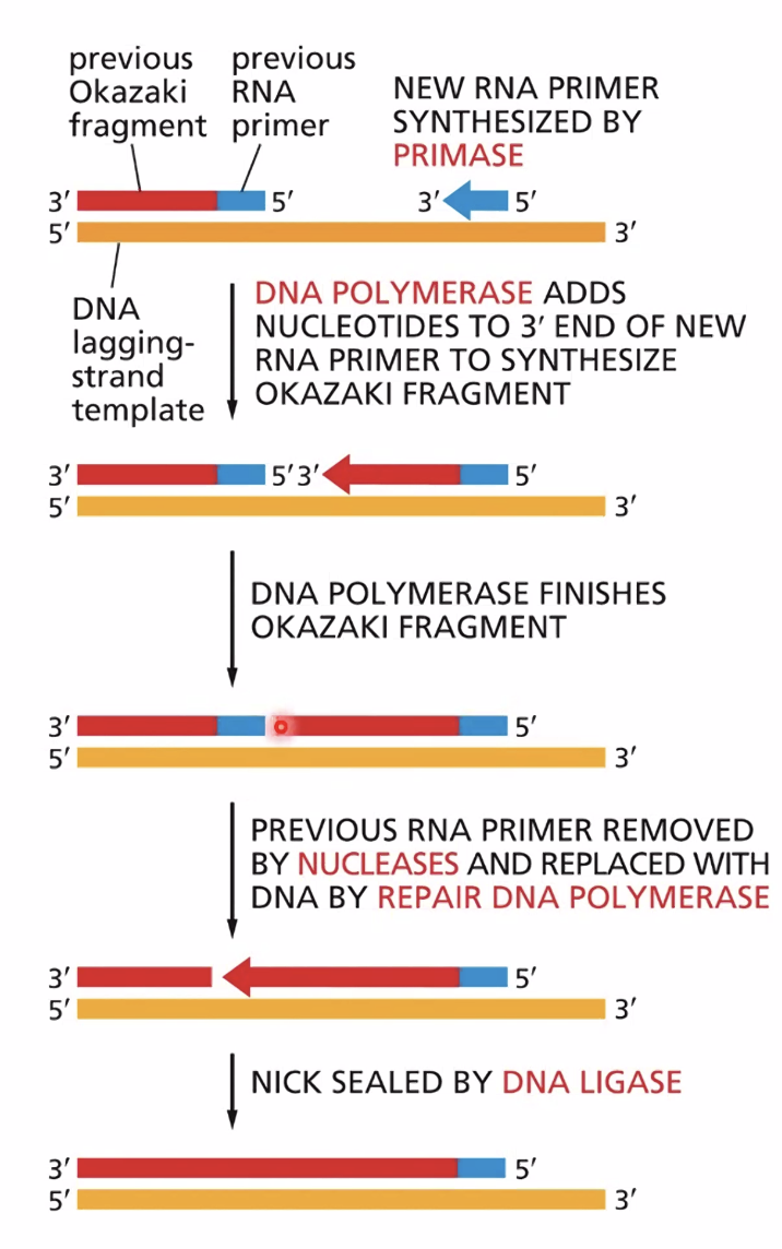 DNA polymerase stops at dsDNA regions