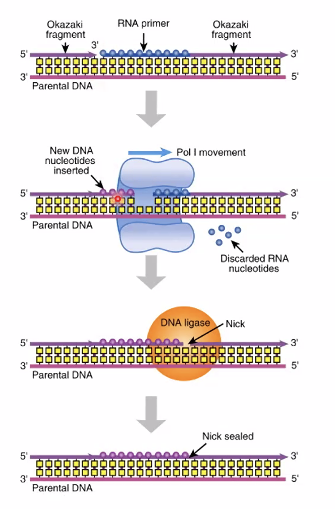 E. coli DNA pol I