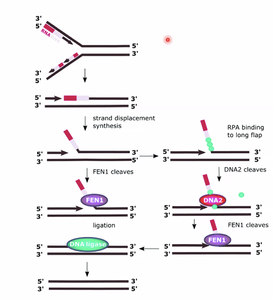 Eukaryotes flap removal by FEN1