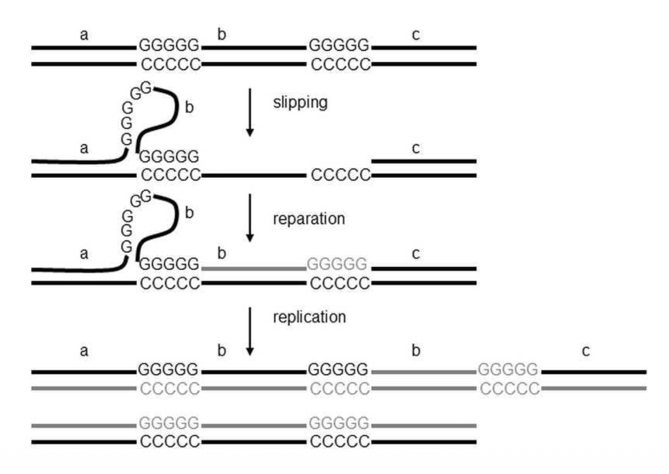 Trinucleotide repeat expansion mechanism