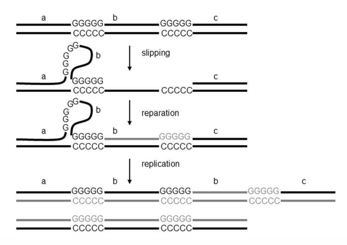 Trinucleotide repeat expansion mechanism