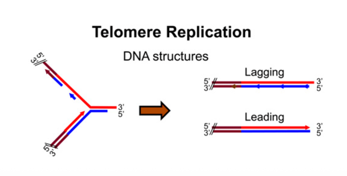 The end problem of DNA replication