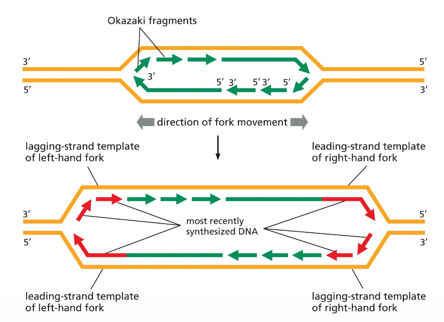 The leading and the lagging strands (Okazaki fragments)