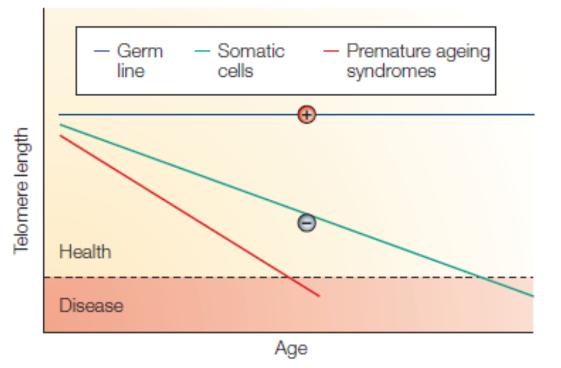 Ageing is associated with telomere shortening